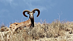 قوچ ارمنی و پازن (2) حیات وحش...