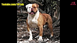 ۱۰ تا از خطرناک ترین نژادهای س...