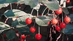 تریلر فیلم مستند همه بچه‌های م...