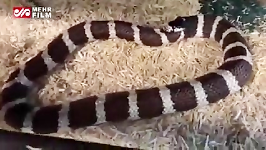 Змеи съели других. Змеи съели других. Змеи съели других. Змеи съели других. Змеи съели других.