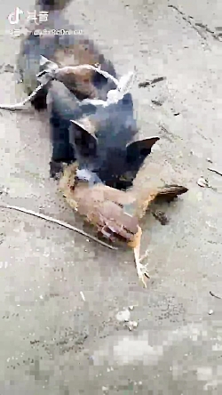 گربه و شکار پرنده