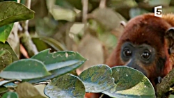 شکار میمون&zwnj;ها توسط پرندگا...