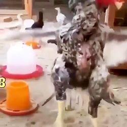 اژدها وارد میشود !