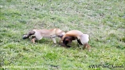 مستند حیات وحش روباه