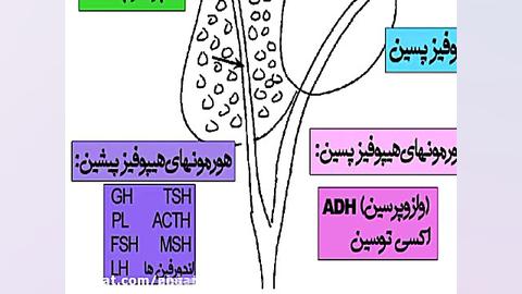 غدد اصلی درون ریز بدن چیستند؟ (غدد اصلی درون ریز بدن) جراحی بینی