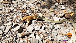 بلعیدن قورباغه توسط مار زمانی...