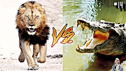 14 صحنه دیدنی از مبارزه حیوانا...