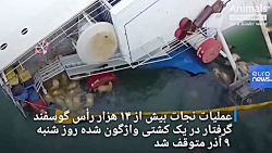 غرق شدن هزاران گوسفند در دریای...
