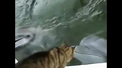 دوستی جالب گربه و دلفین