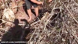 ویدیو کوتاه از گرفتن مار پیتون...