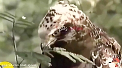 حمله عقاب به مار کبری