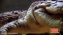 مادرانه های حیات وحش