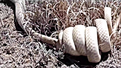 مبارزه مار با مار