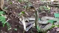 جنگ بین مار کبری و شاه کبری