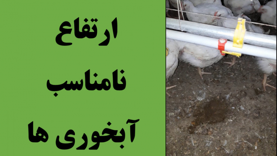 ارتفاع آبخوری نیپل در سالن پرورش مرغ گوشتی دکتر محمد مهدی عبدالهی (دامپزشک)