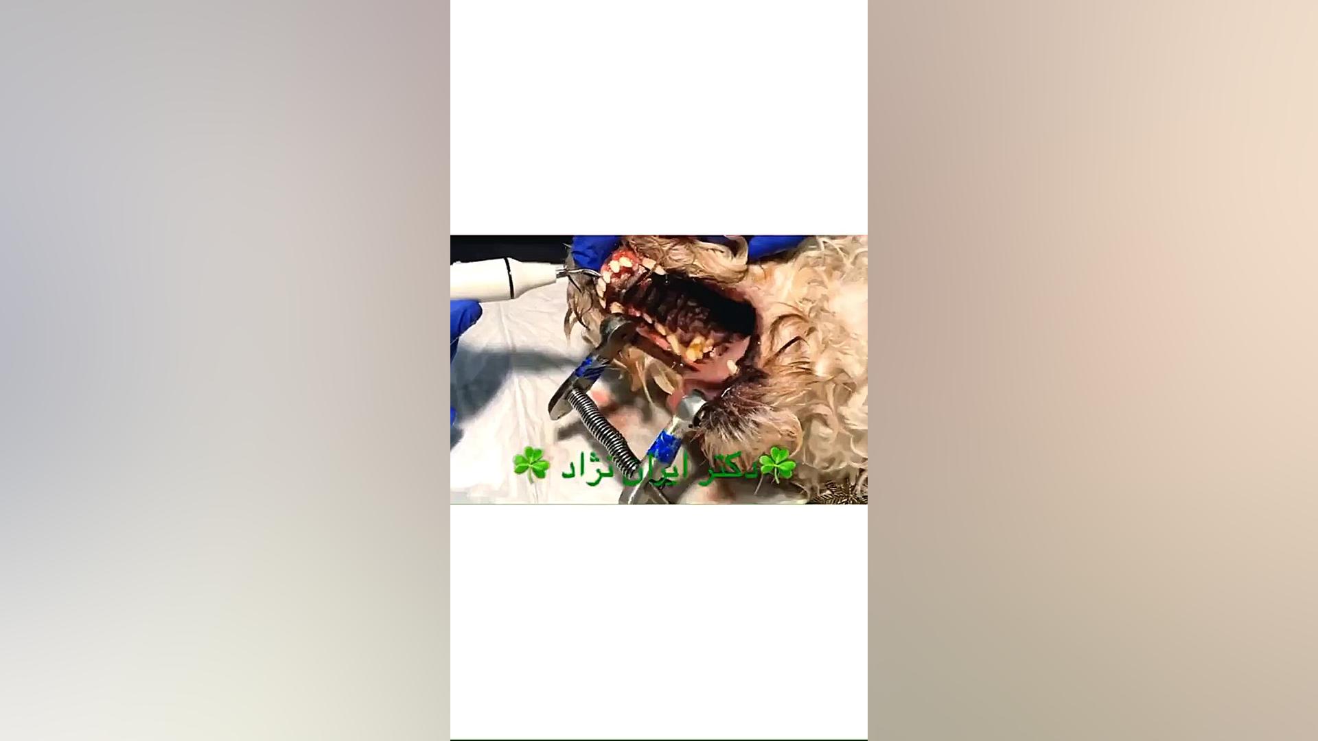 جرم گیری دندان سگ بیمارستان دامپزشکی درین ابرسانی پوست