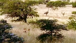 شکار در حیات وحش (مستند)