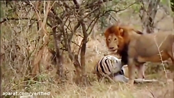 مستند جدید حیات وحش ۲۰۱۹