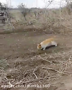 شکار جالب پرنده رو هوا توسط گر...