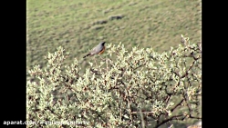 پرندگان زیبای ایران