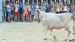 حمله گاوهای خشمگین به مردم در...