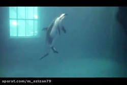 صحنه ای زیبا از زایمان دلفین که تابه حال کمتر دیده شده