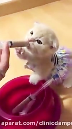 غذا دادن به بچه گربه