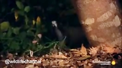 استتار ماهرانه مار برای شکار پ...