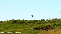 شکار دیدنی و جالب کبوتر در حال...