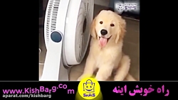 دانلود فیلم طنز خنده دار حیوان...