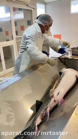 نحوه خارج کردن خاویار از شکم م...