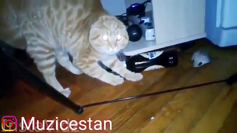 ترسیدن گربه ها