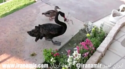 معجزه ای که تا کنون هیچکس نظیرش را ندیده !!!