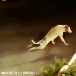جواد خواجوی : به مویه سگ بدبخت...