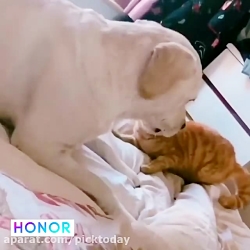 جواد خواجوی : چه بچه رو اعصابی...