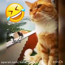 غلومو میشناسین؟