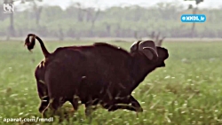 شکار گاومیش توسط ملکه شیرها