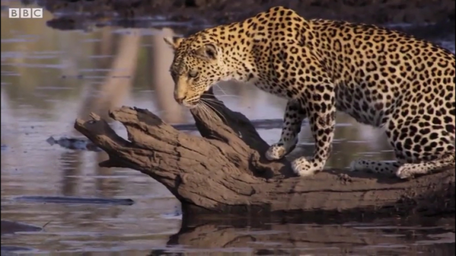 پلنگ فرصت طلب