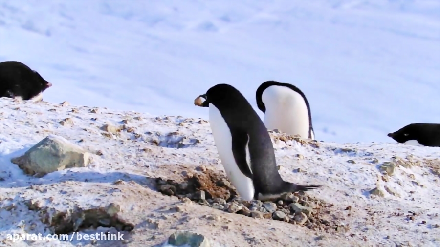 مستند پنگوئن ها 2019 Penguins ، زیرنویس فارسی HD زمان4563ثانیه