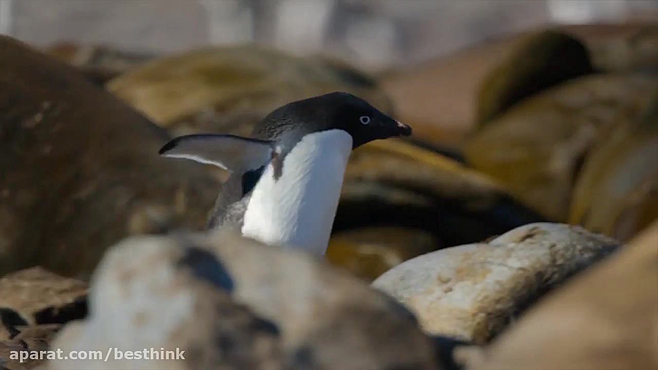 مستند پنگوئن ها 2019 Penguins ، زیرنویس فارسی HD زمان4563ثانیه