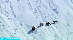 مستند حیوانات در آمریکای شمالی...