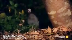 استتار ماهرانه مار برای شکار پ...