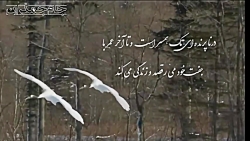 کلیپ کوتاه عاشقانه ...