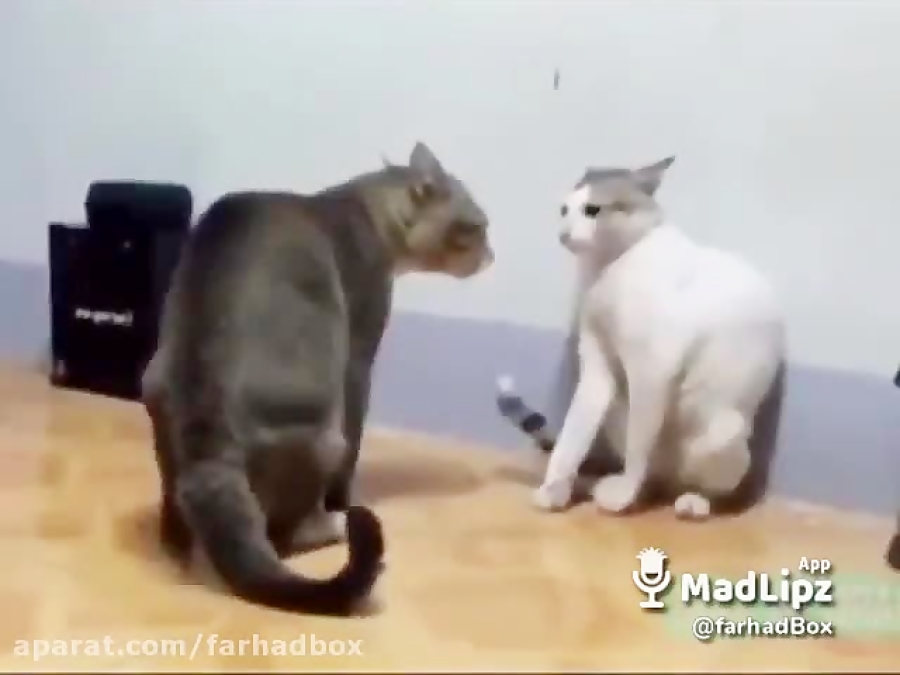 دعوای خانوادگی گربه ها (مهریه...