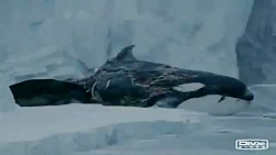 گرگ های وحشی سگ های وحشی