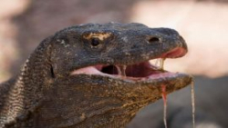 حیوانی که بزاقش حتی از مار هم...