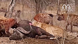 شکار کفتار توسط شیر