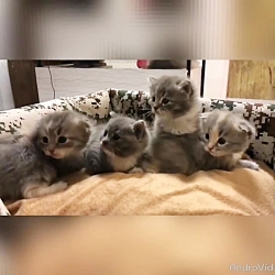 بچه گربه های مو کوتاه ۰۹۲۱۶۰۳۷...