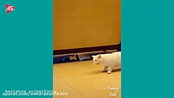 کلیپ خنده دار از گربه ها