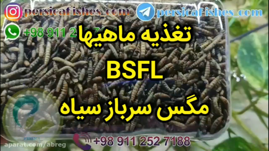 ماهیها با چه سرعت و ولعی از این غذا میخورند